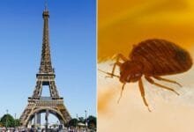 paris france bed bugs