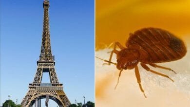 paris france bed bugs